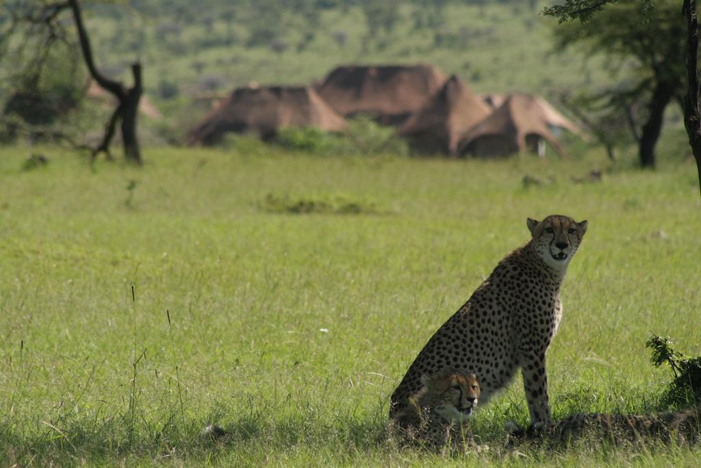 Amani Mara Camp Maasai Mara Exterior photo